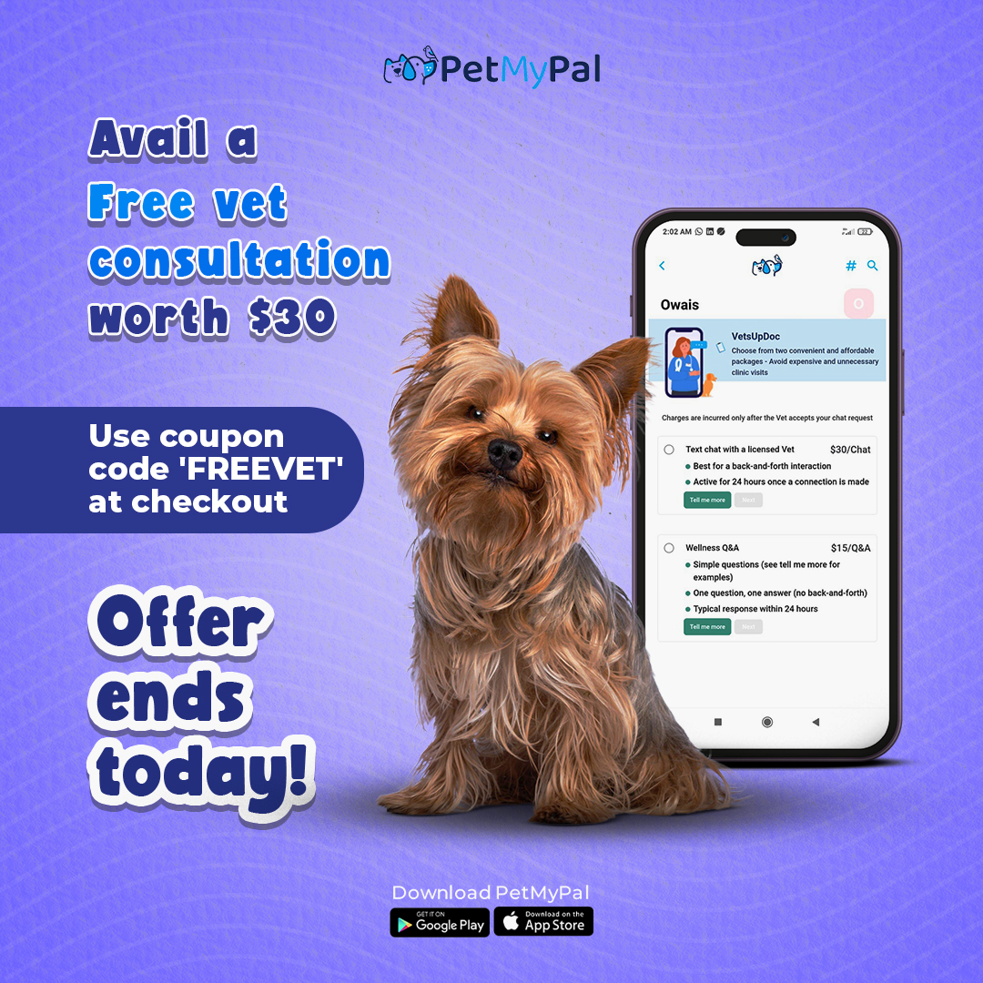 pets social media creative design agency portfolio
